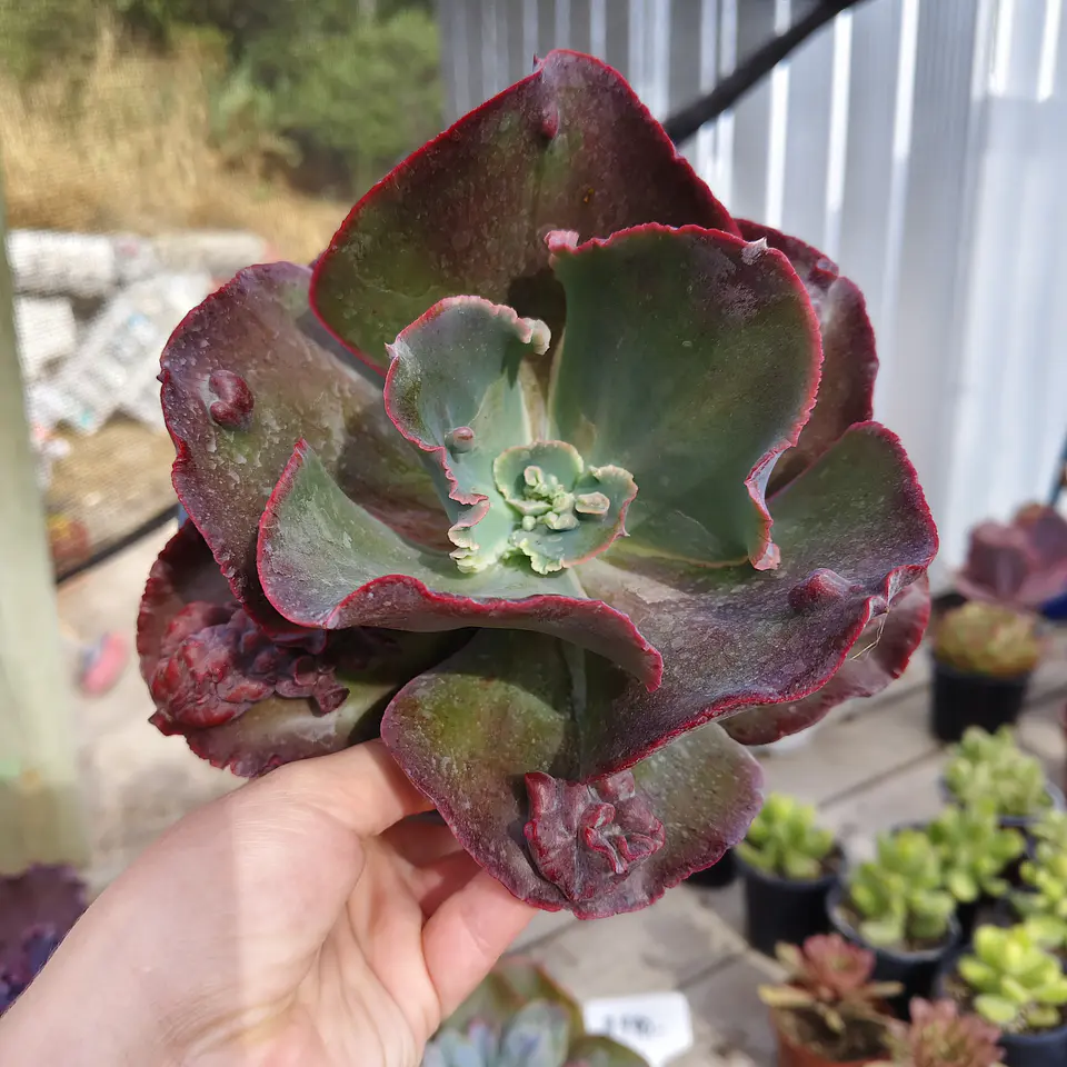 Echeveria Bumps 6