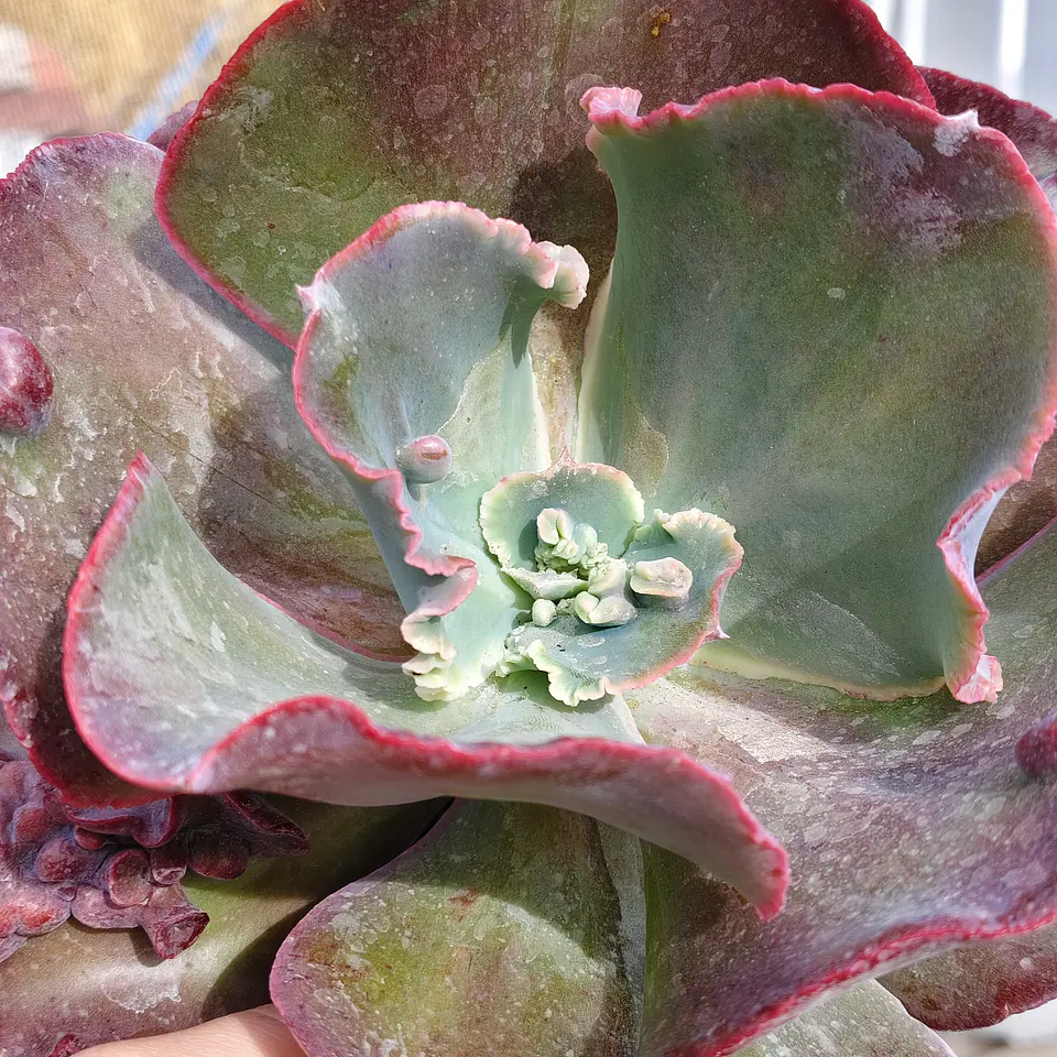 Echeveria Bumps 3