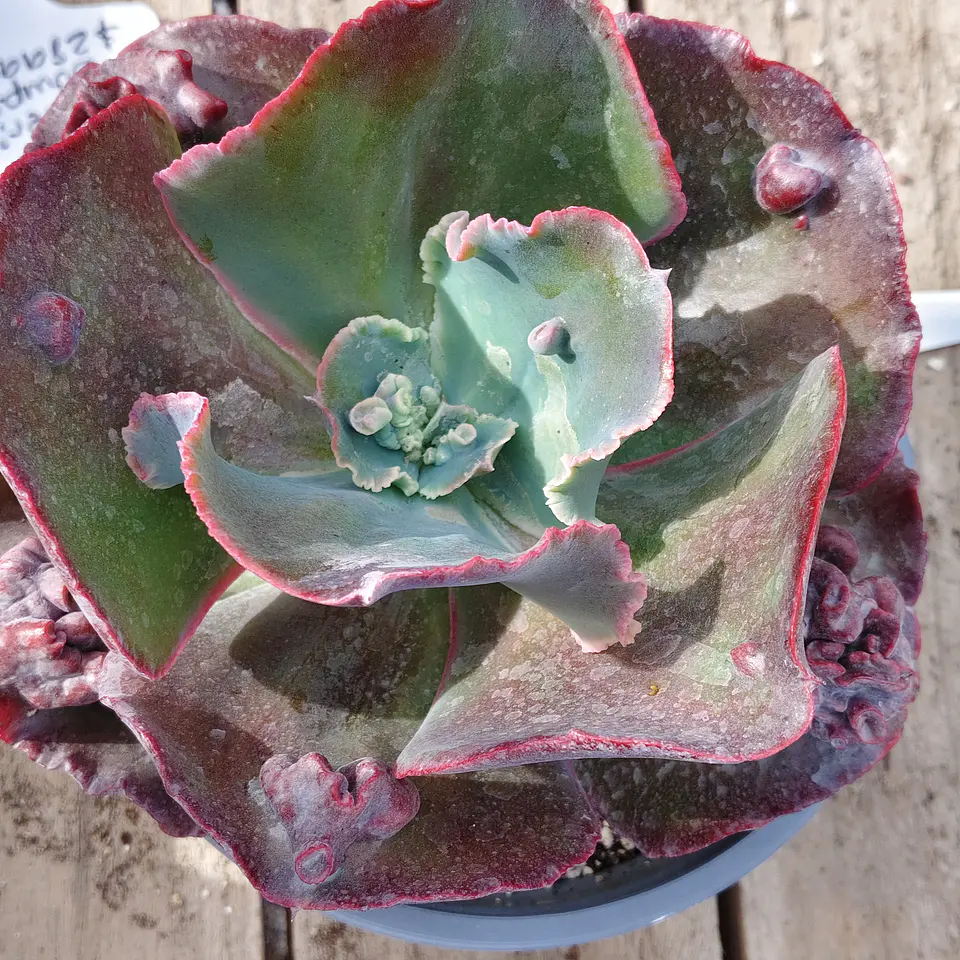 Echeveria Bumps 10