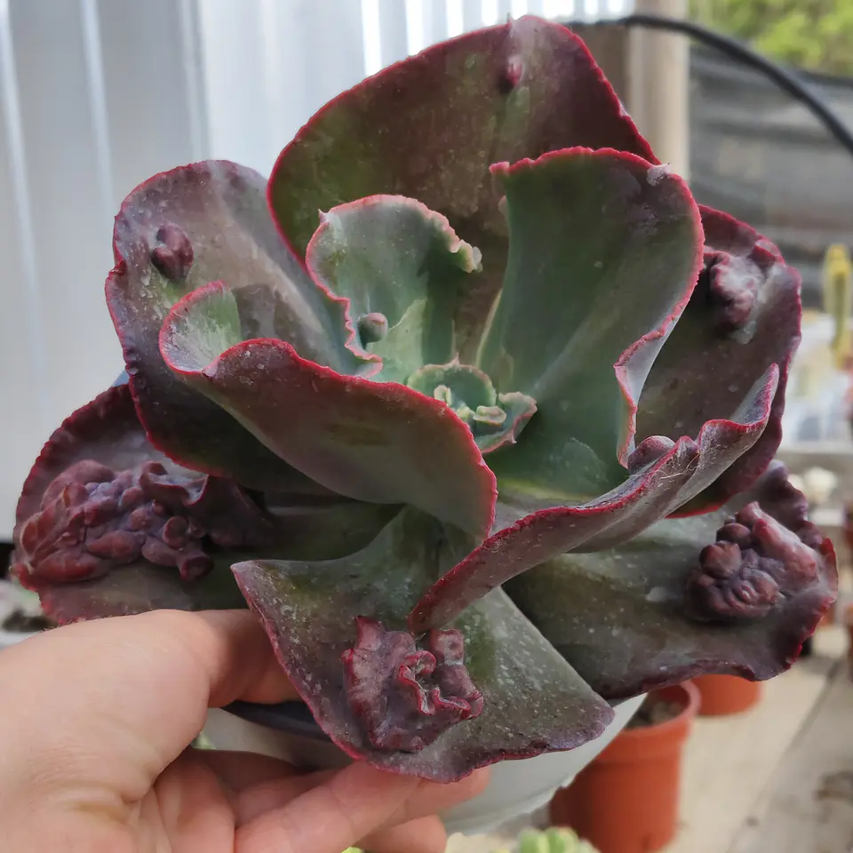 Echeveria Bumps 1