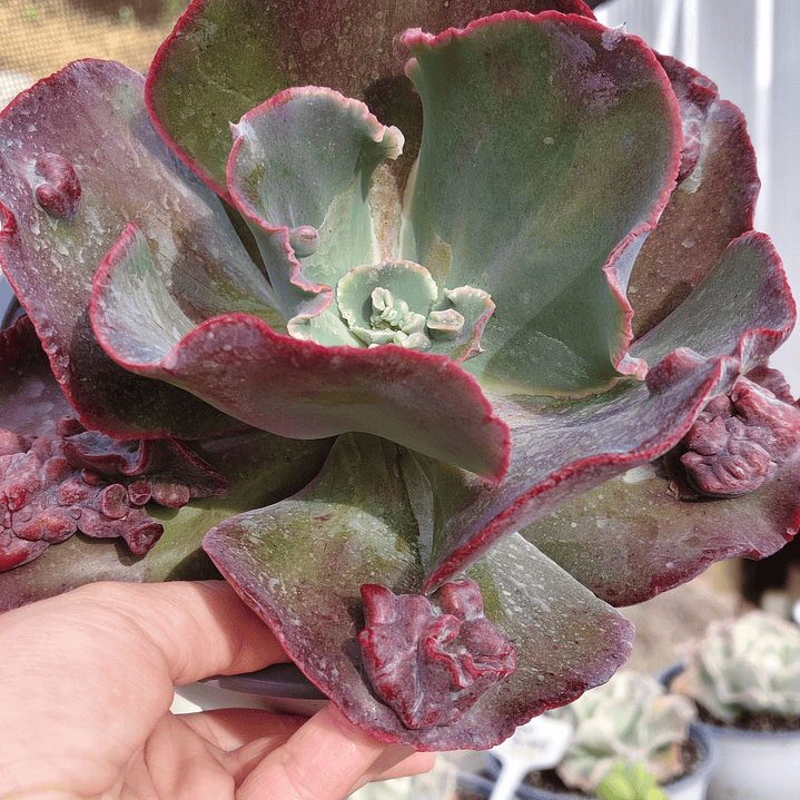 Echeveria Bumps 4