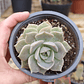 Graptoveria titubans - Miniatura 2