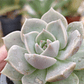 Graptoveria titubans - Miniatura 1