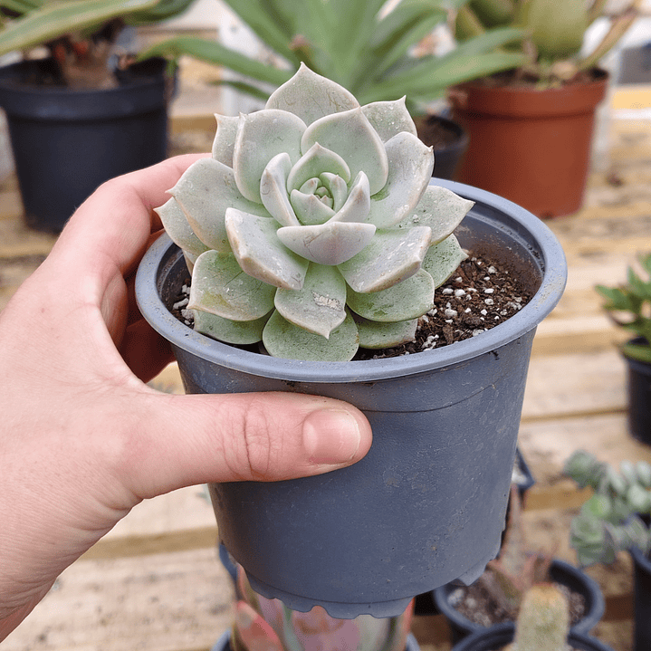 Graptoveria titubans 3