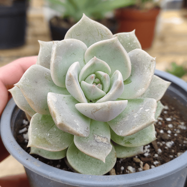 Graptoveria titubans 4