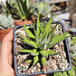 Haworthia Attenuata (Cebra/Cebrita) - Miniatura 1