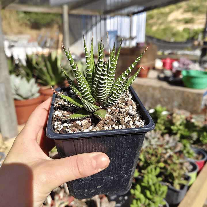 Haworthia Attenuata (Cebra/Cebrita) 4