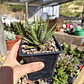 Haworthia Attenuata (Cebra/Cebrita) - Miniatura 4