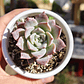 Graptoveria Milky Way - Miniatura 1