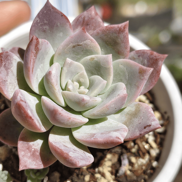 Graptoveria Milky Way 4
