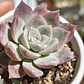 Graptoveria Milky Way - Miniatura 4
