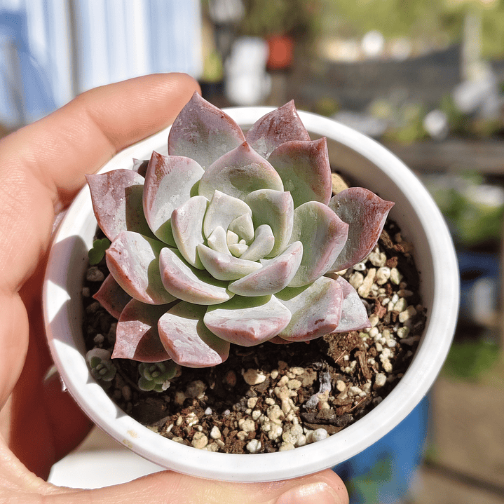 Graptoveria Milky Way 5
