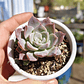 Graptoveria Milky Way - Miniatura 5
