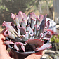 Echeveria Pink Trumpet - Miniatura 4