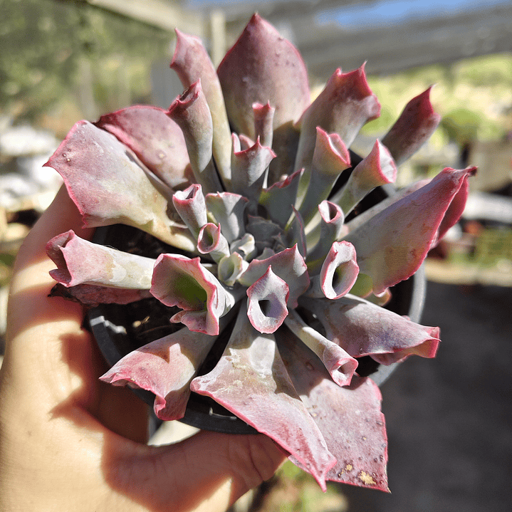 Echeveria Pink Trumpet 5