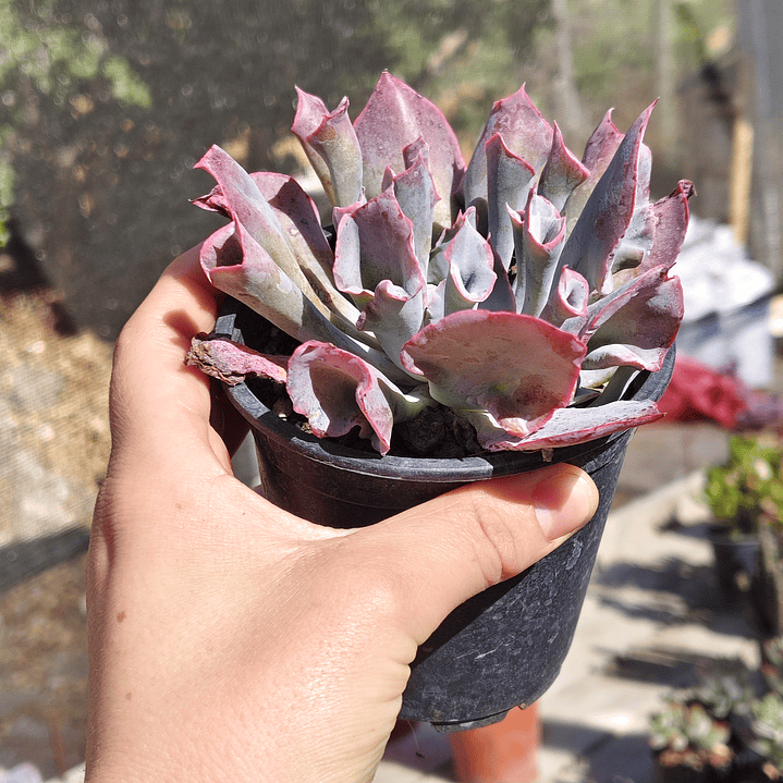 Echeveria Pink Trumpet 2
