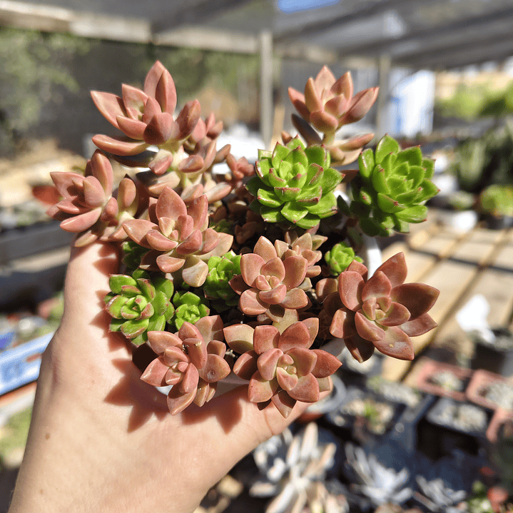 Sedum bronce + Sedeveria Letizia  3