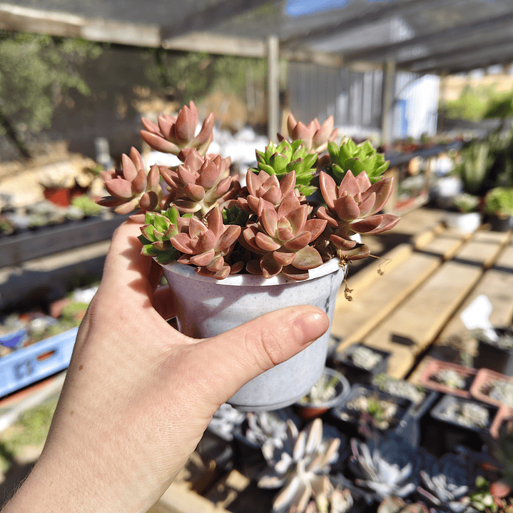 Sedum bronce + Sedeveria Letizia  2