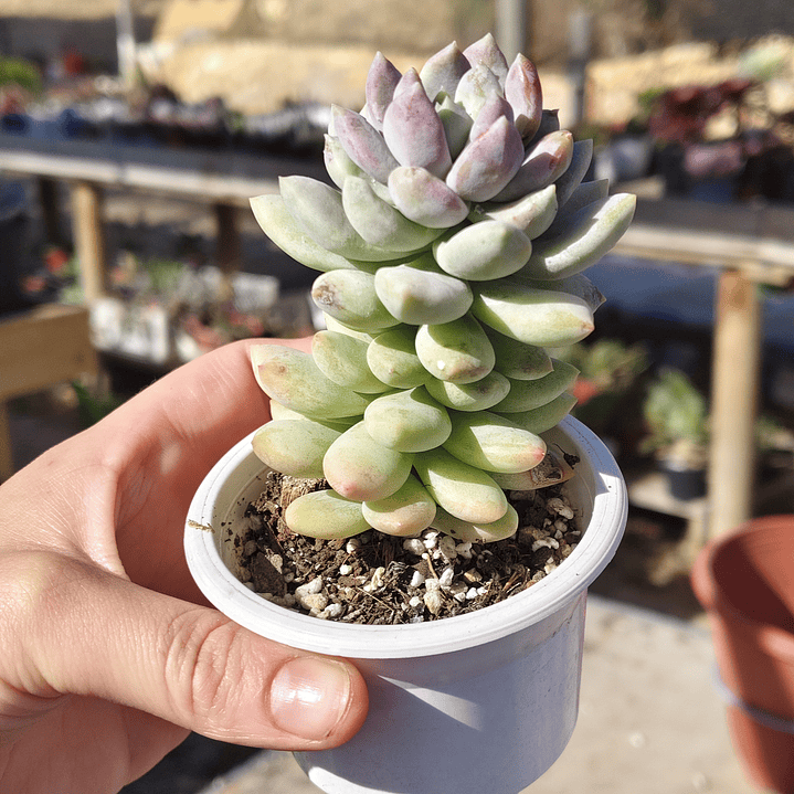 Sedeveria Lilac Mist 2