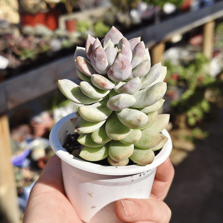 Sedeveria Lilac Mist 4