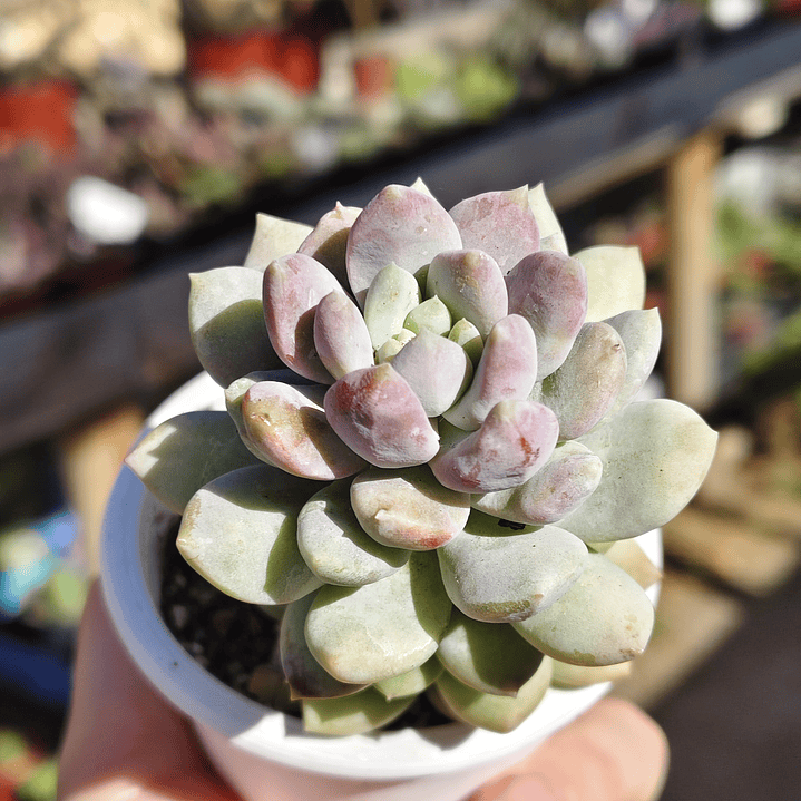 Sedeveria Lilac Mist 3