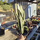 Sansevieria Moonshine  - Miniatura 2