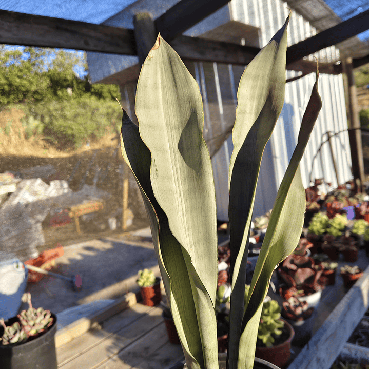 Sansevieria Moonshine  3