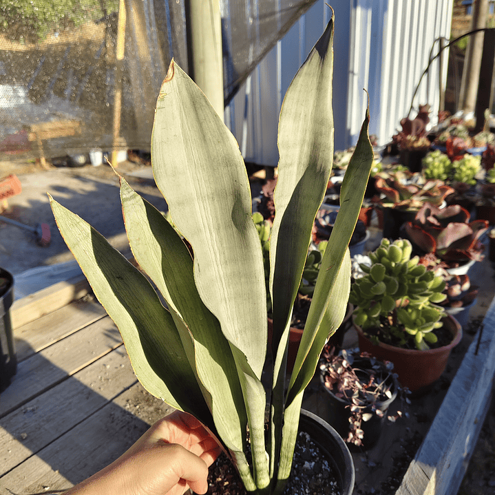 Sansevieria Moonshine  5
