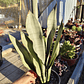 Sansevieria Moonshine  - Miniatura 5