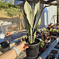 Sansevieria Moonshine  - Miniatura 1