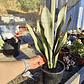 Sansevieria Moonshine  - Miniatura 4