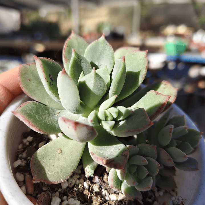 Echeveria Graesneri 3
