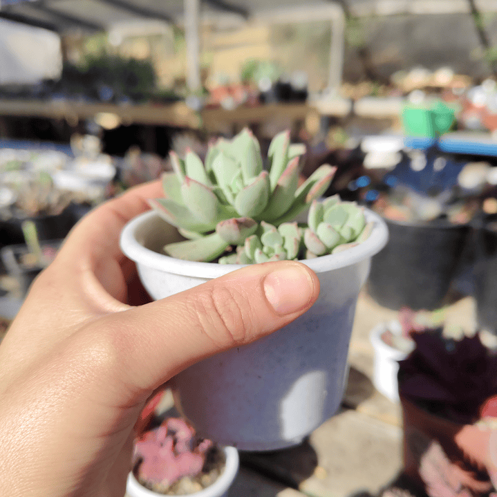 Echeveria Graesneri 7