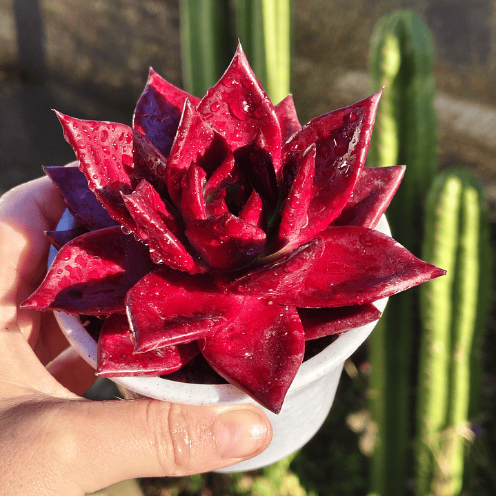 Echeveria Romeo Rubin  3