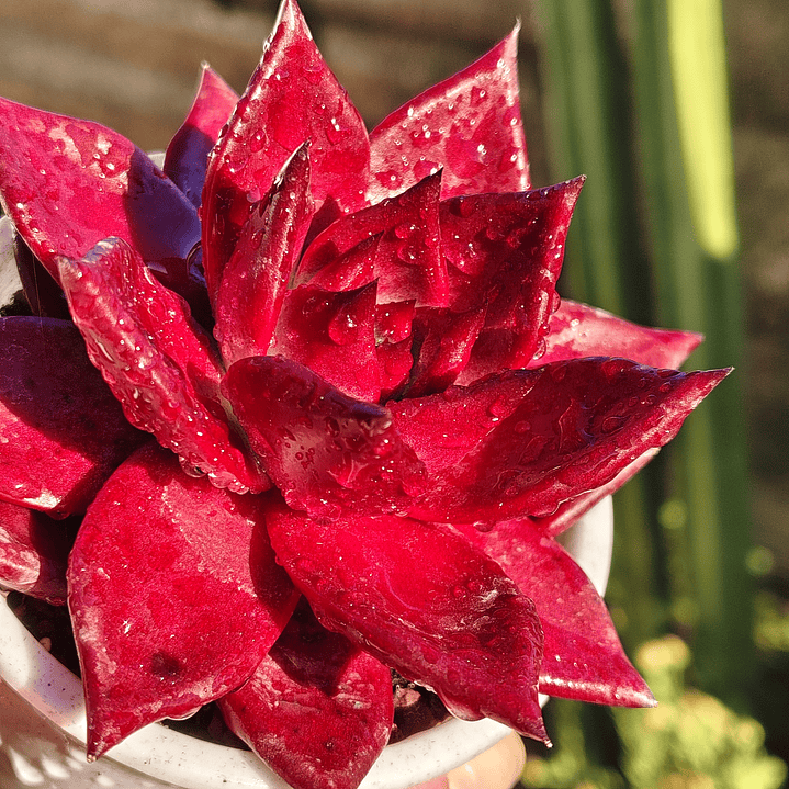 Echeveria Romeo Rubin  6