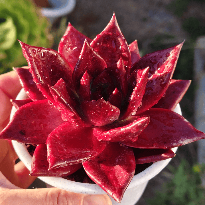 Echeveria Romeo Rubin  5