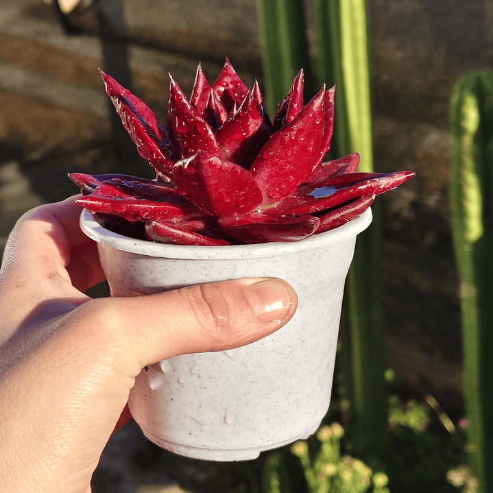 Echeveria Romeo Rubin  2