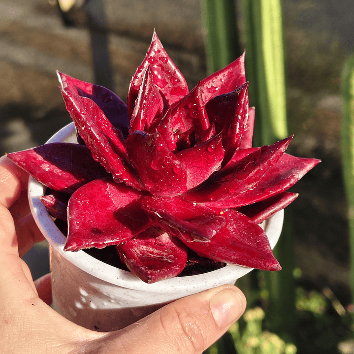 Echeveria Romeo Rubin  4