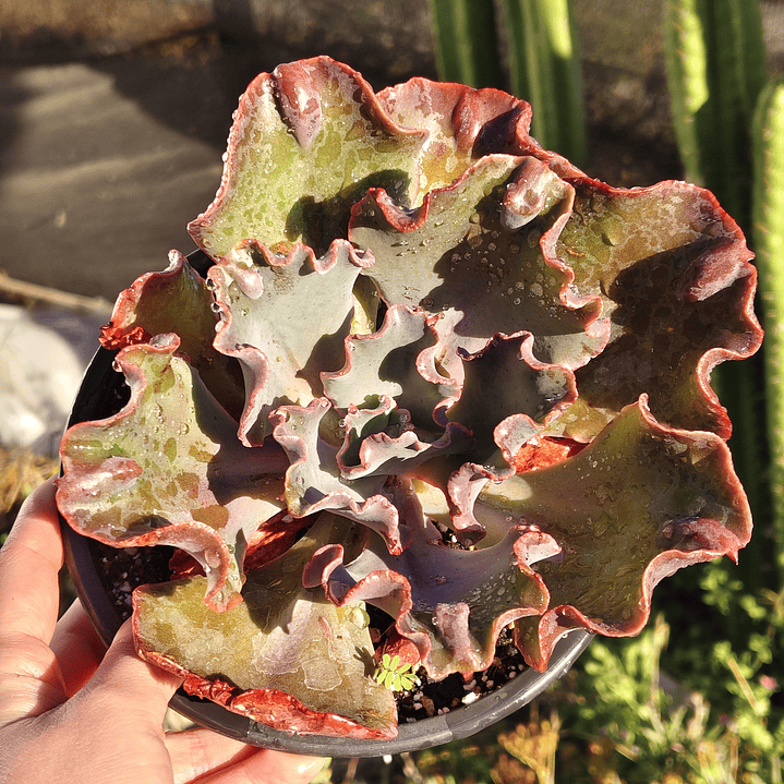 Echeveria Volcano  12