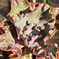 Echeveria Volcano  - Miniatura 11