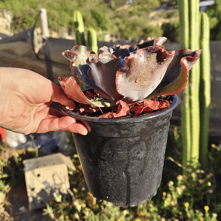 Echeveria Volcano  9