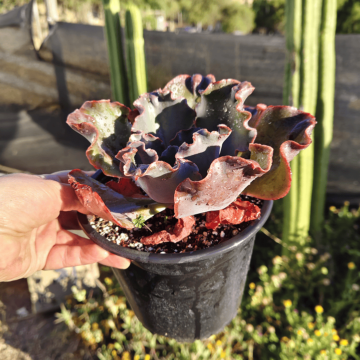 Echeveria Volcano  10