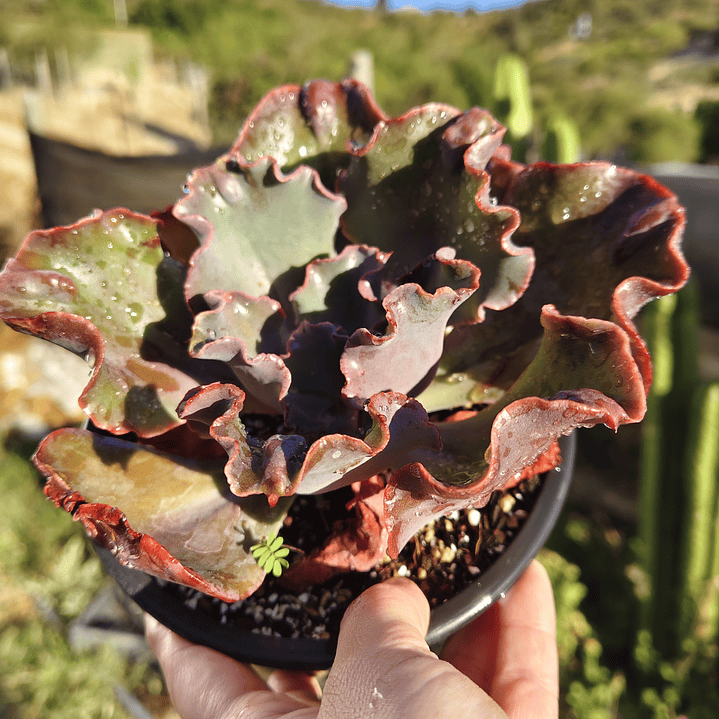 Echeveria Volcano  8