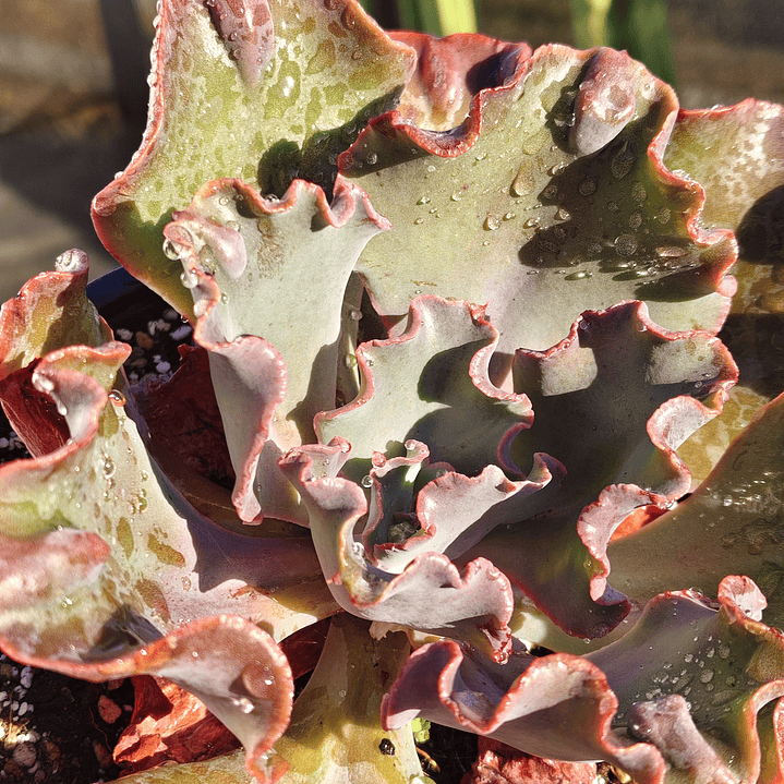 Echeveria Volcano  3