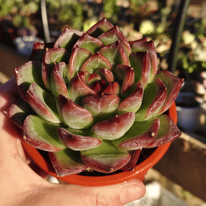 Echeveria Firepillar  1