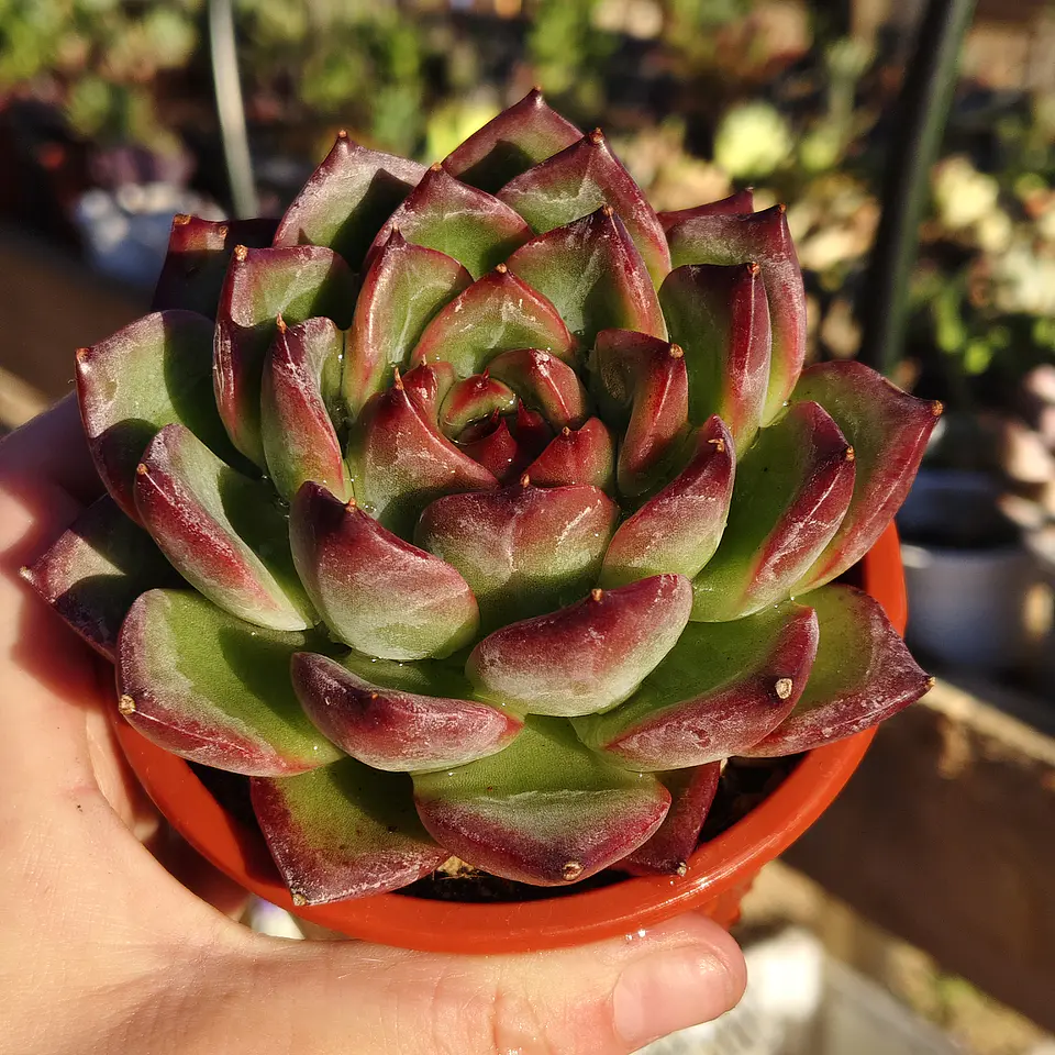 Echeveria Firepillar  1
