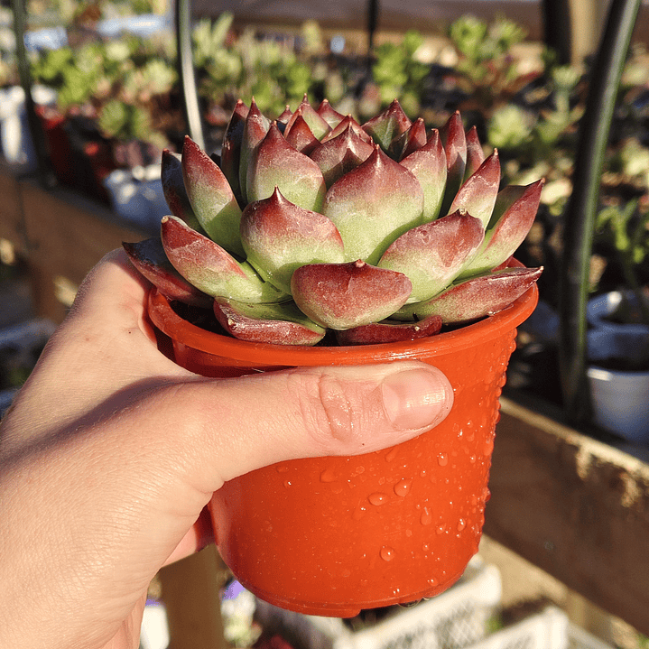 Echeveria Firepillar  2