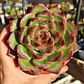Echeveria Firepillar  - Miniatura 3