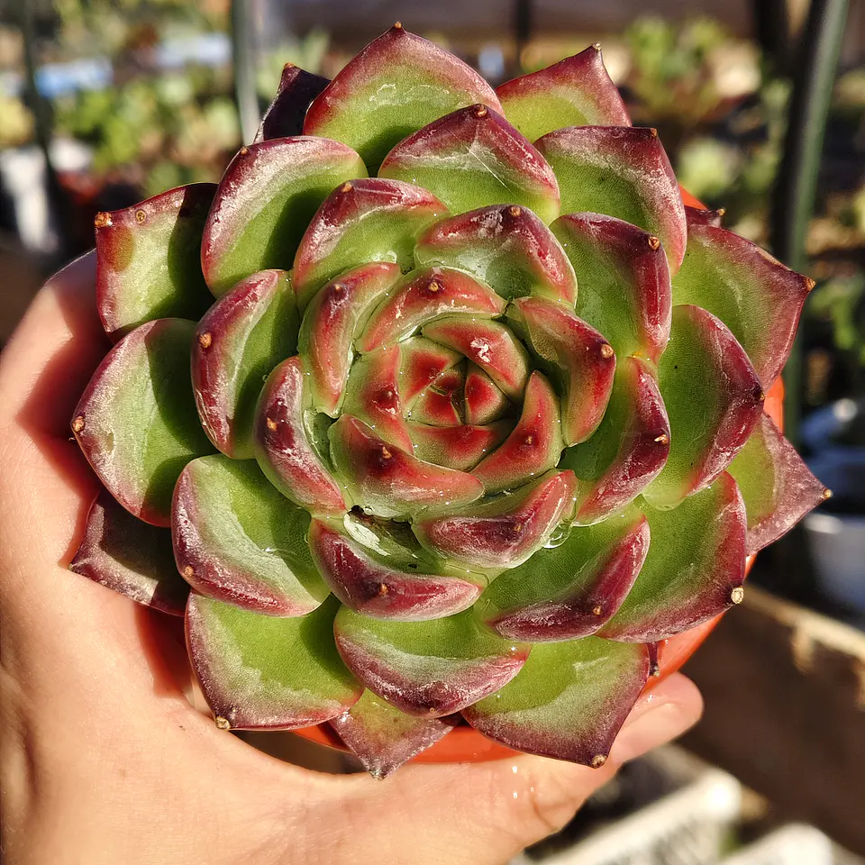 Echeveria Firepillar  3