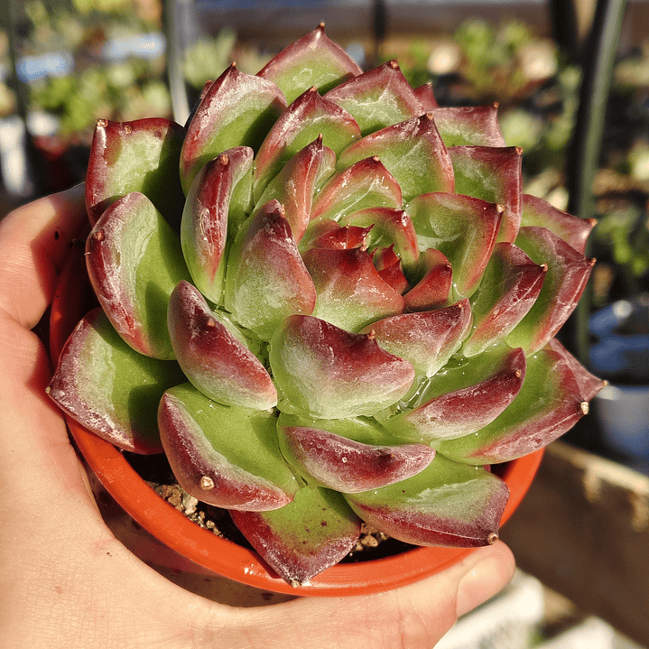 Echeveria Firepillar  4